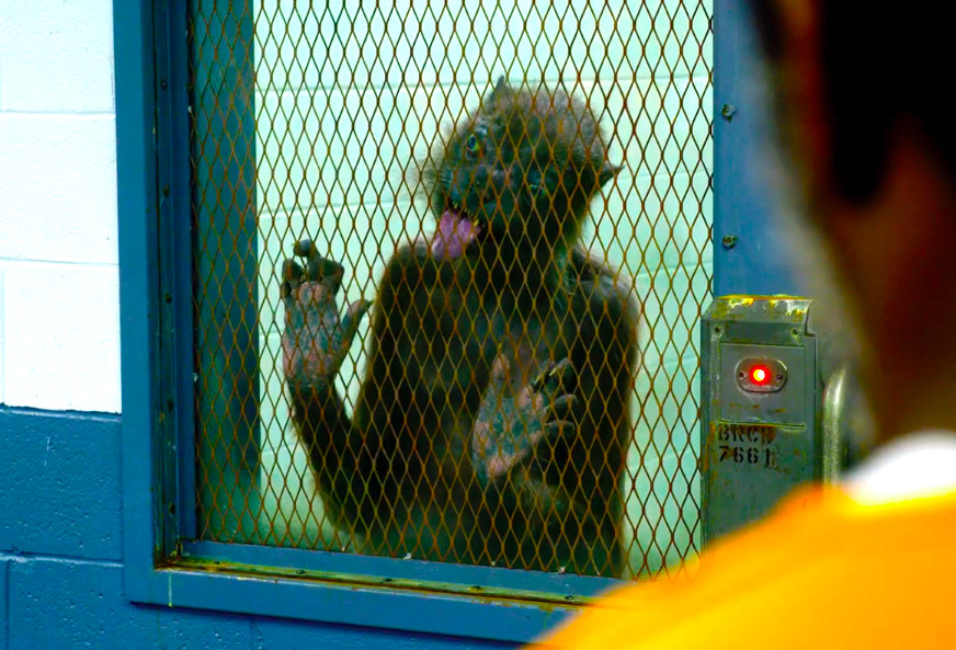 La donnola in The Suicide Squad lecca una porta