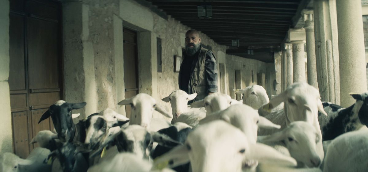 Un uomo in piedi vicino a una porta in un lungo corridoio guarda il gregge di pecore che fissa la telecamera in 30 monete