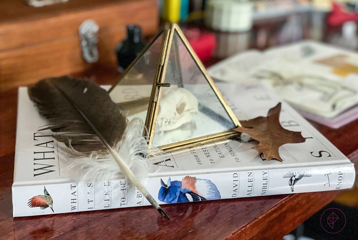 un libro di consultazione sugli uccelli con una penna piuma, una foglia e un teschio di animale disposti sopra