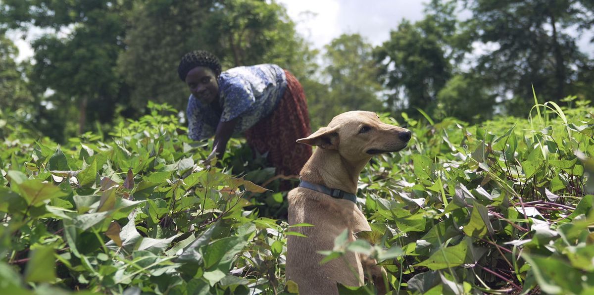 A Ugandan village picks vegetables alongside her dog
