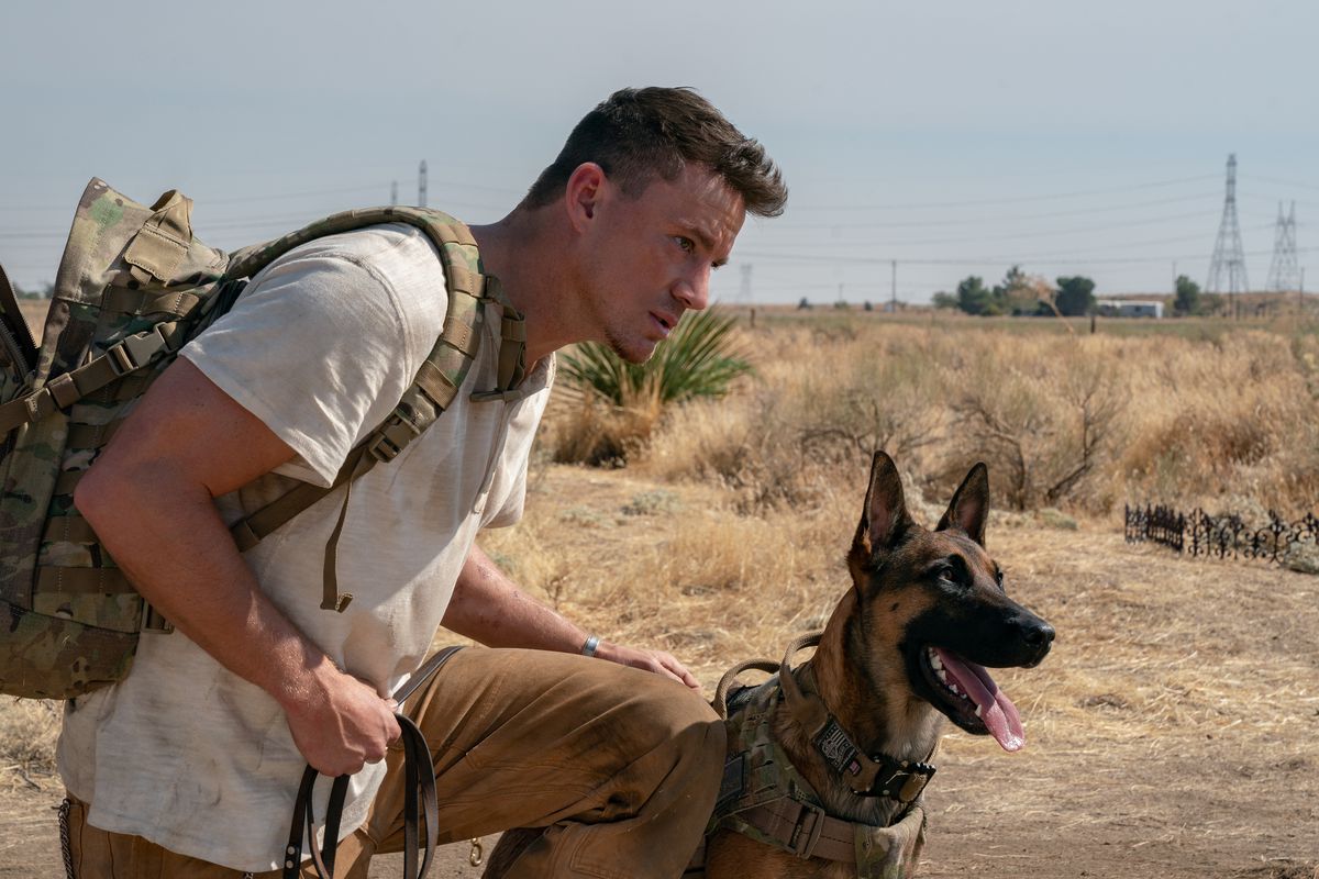 Channing Tatum e Lulu, i Malinois belgi, si accovacciano insieme in quella che sembra un'area desertica in Dog.