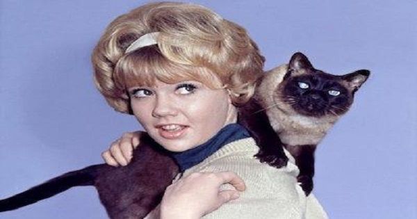 Hayley Mills e quel maledetto gatto di Quel dannato gatto.