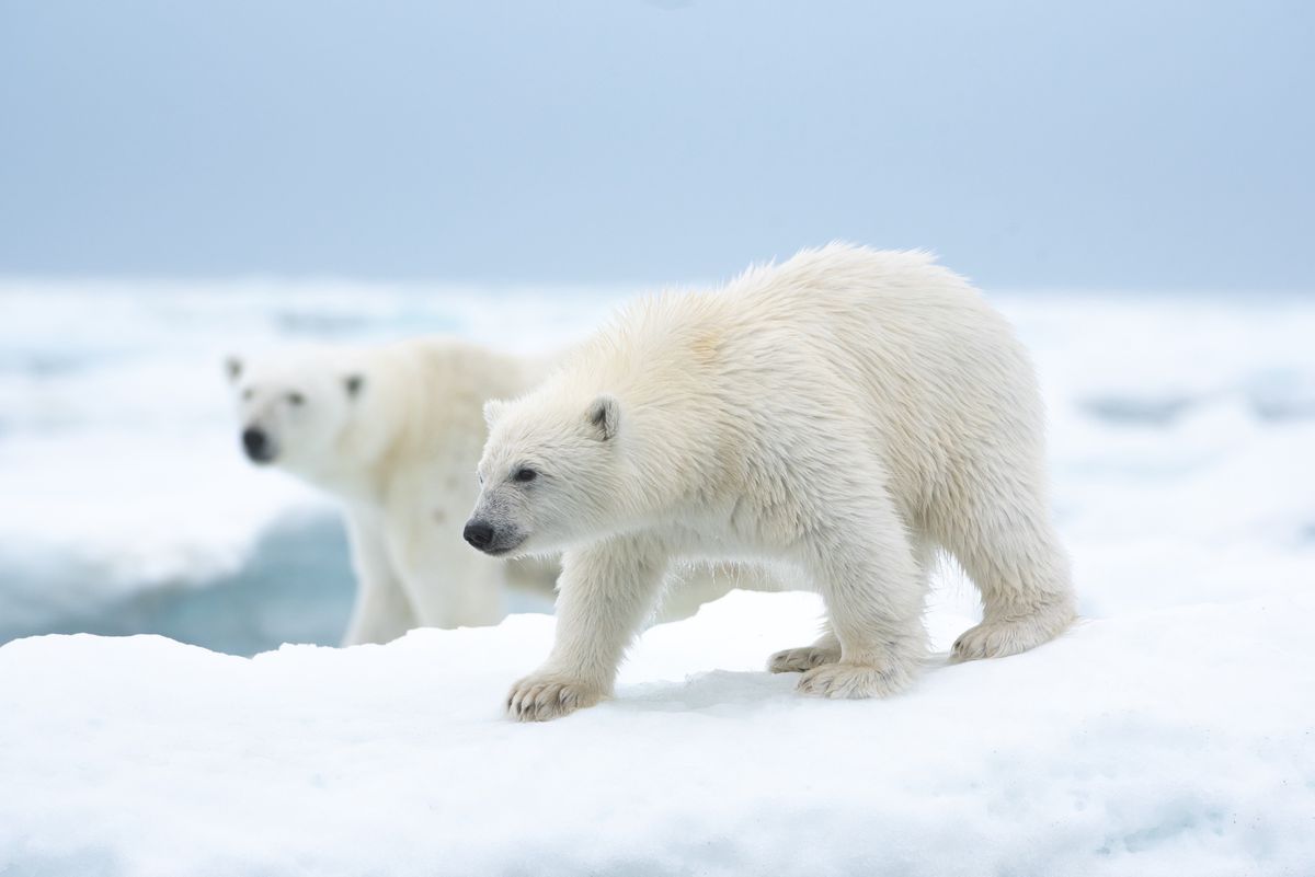 Due orsi polari nel documentario di Disneynature Polar Bear.