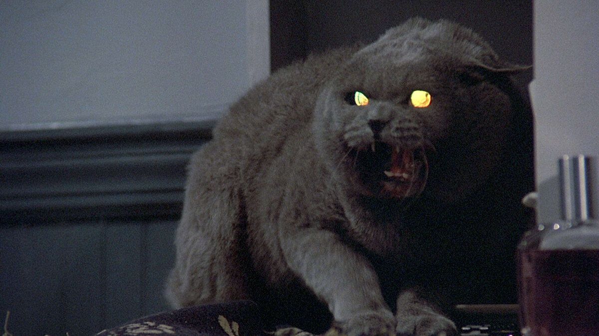 Un gatto grigio che urla in Pet Sematary.