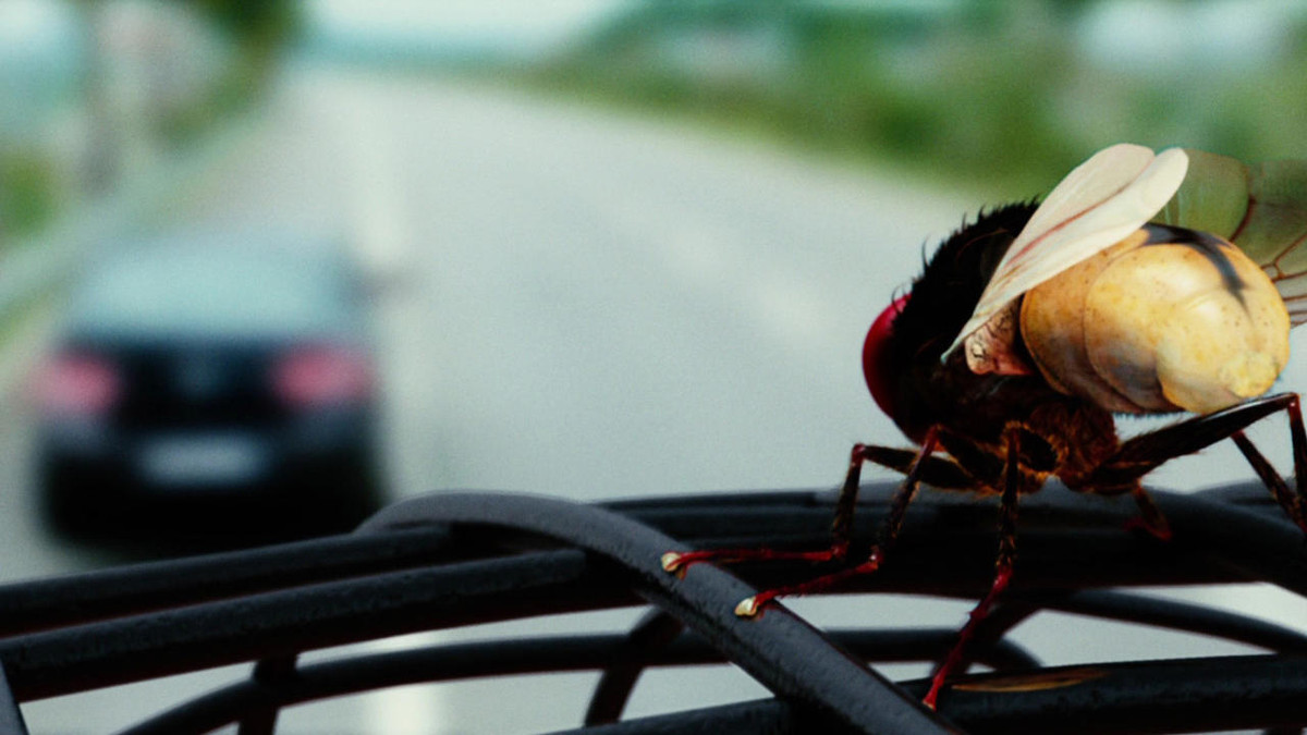 Eega la mosca aspetta il suo momento per colpire, guardando un'auto allontanarsi.