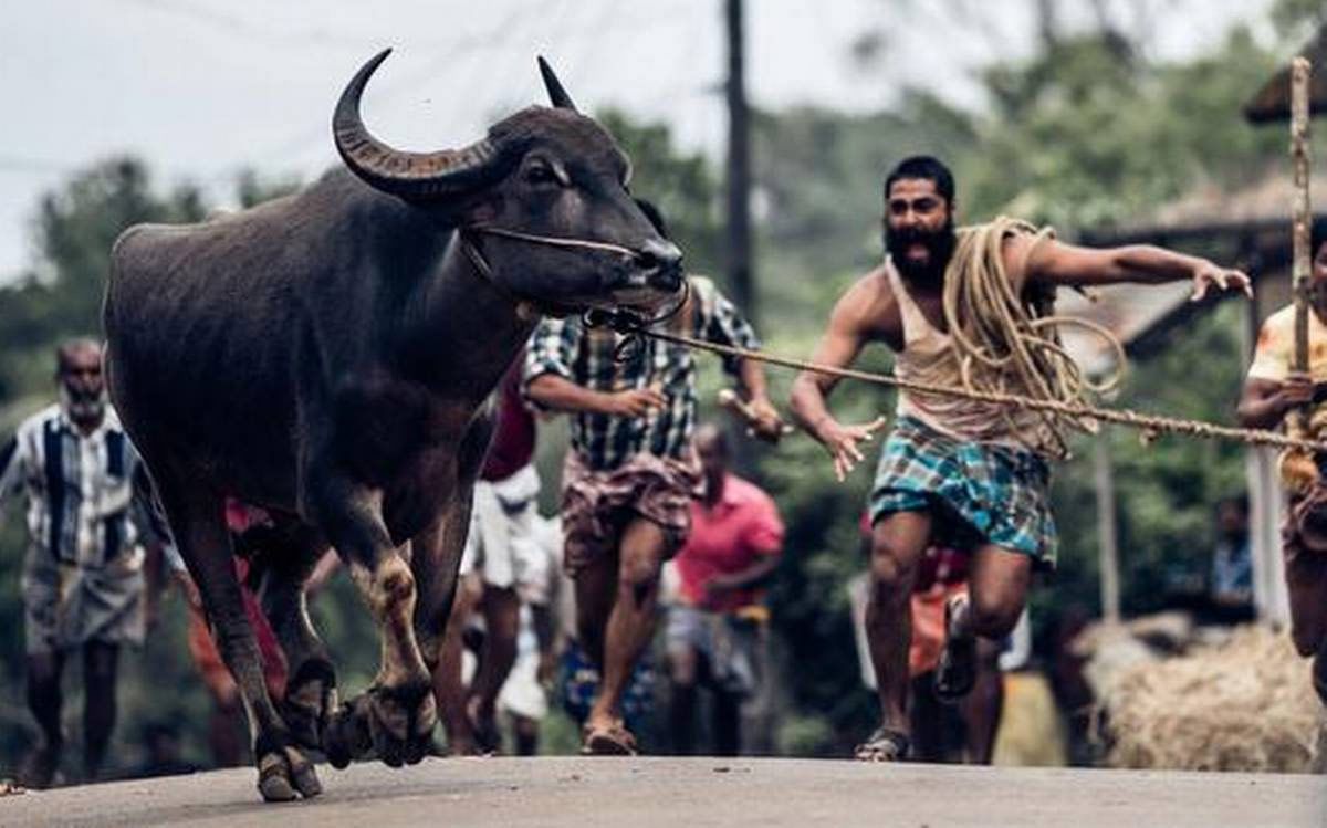 La gente insegue il toro fuggito a Jallikattu.