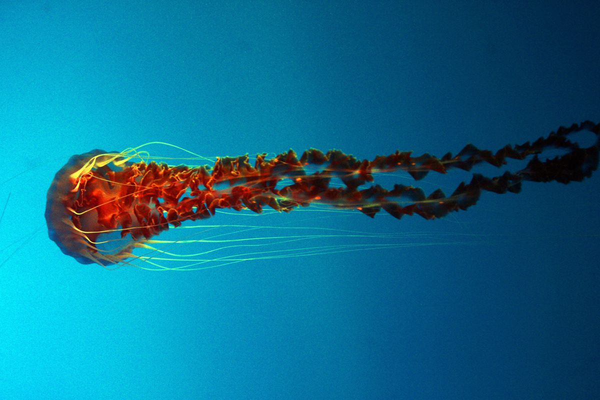 Un'ortica marina della costa occidentale (Chrysaora Fusce