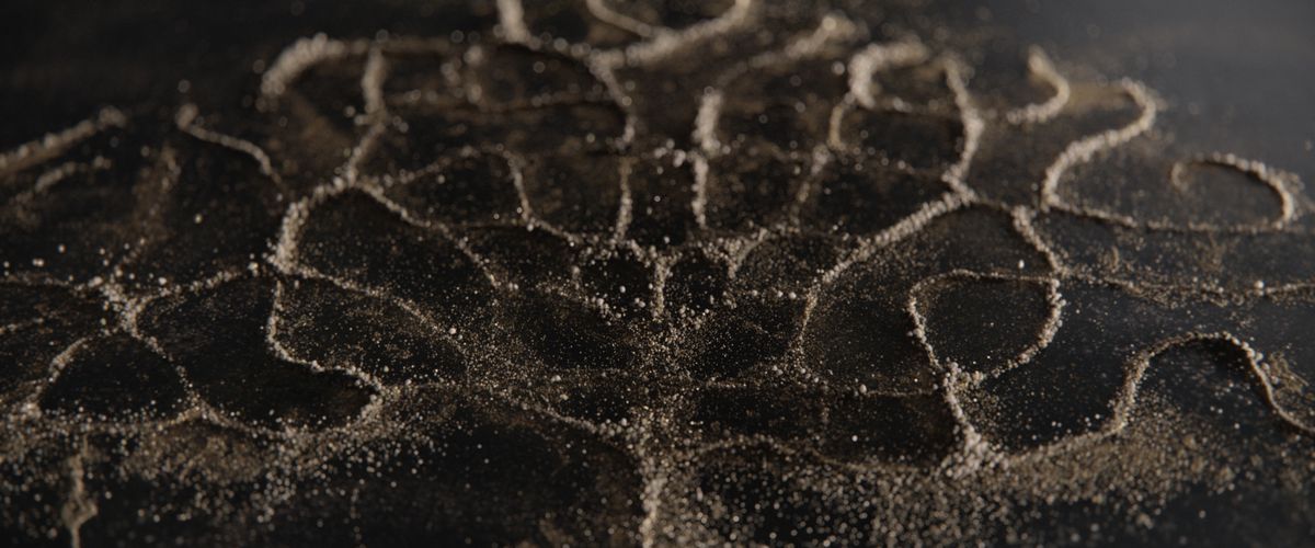 Primo piano di linee di sabbia che si formano nel tronco e nei rami di un albero.