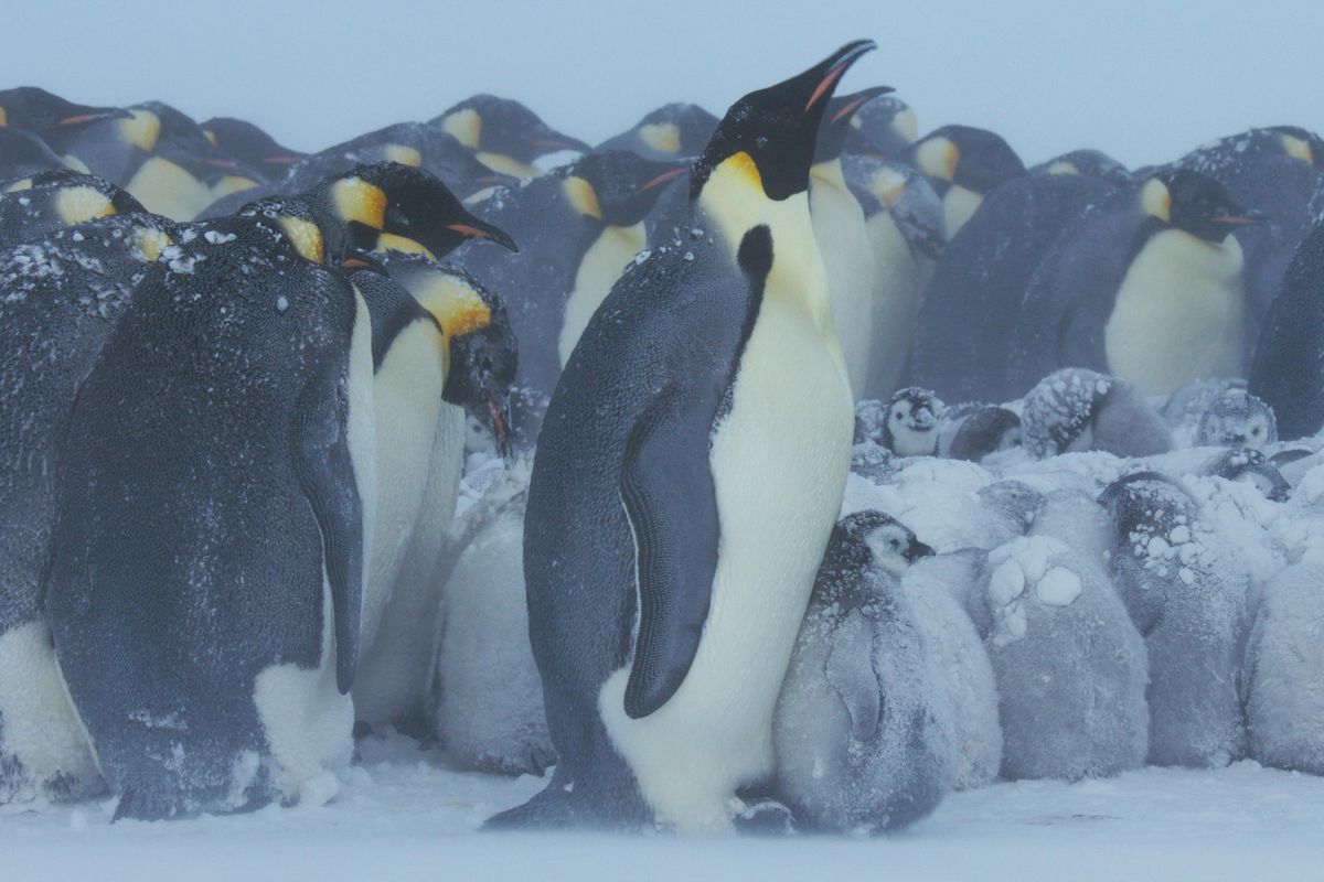 Un gruppo di pinguini si stringe insieme in Frozen Planet 2