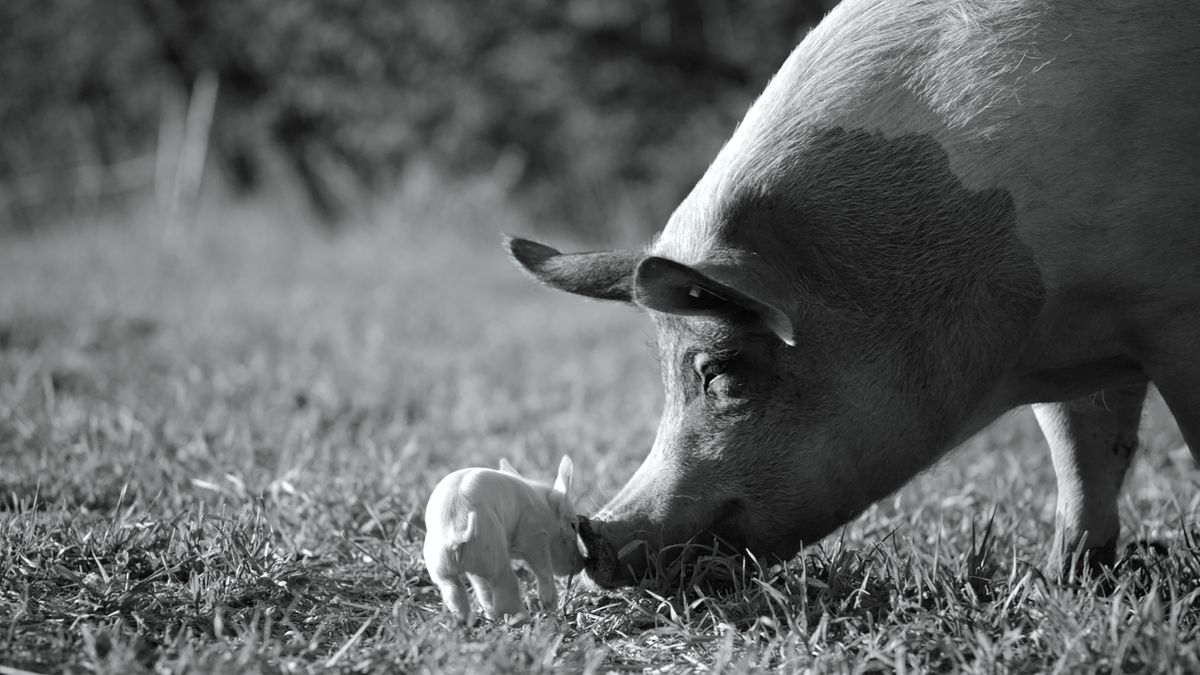 A mama pig nudges her baby pig in Gunda