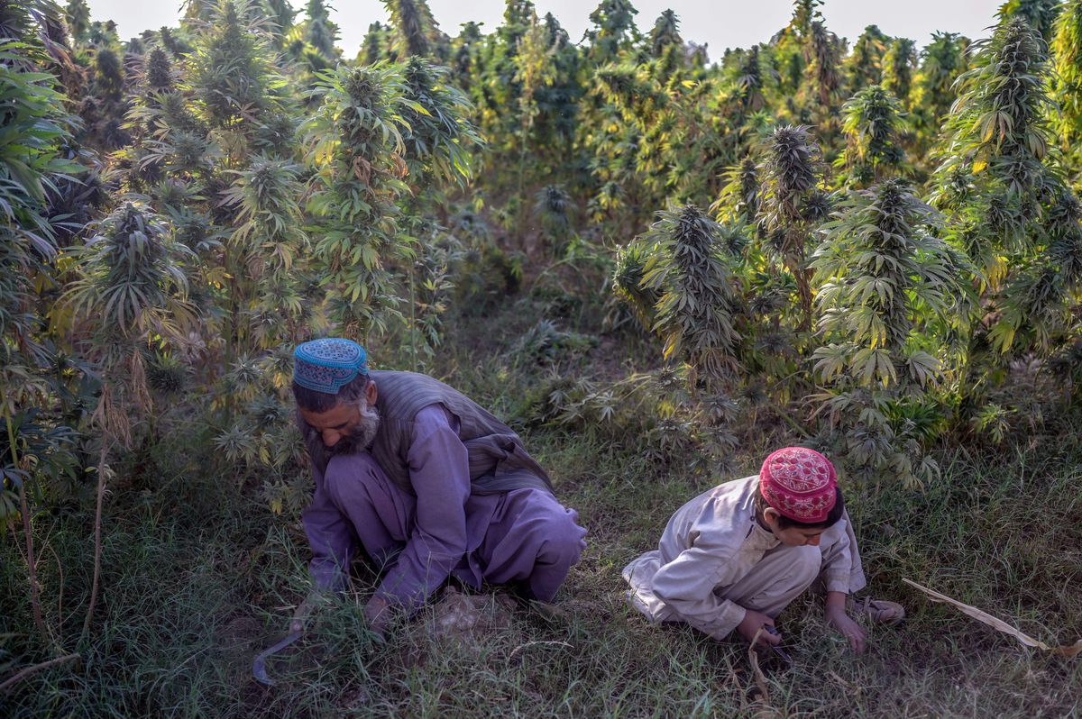 Una fotografia di due persone inginocchiate in un campo di cannabis nella periferia di Kandahar, in Afghanistan