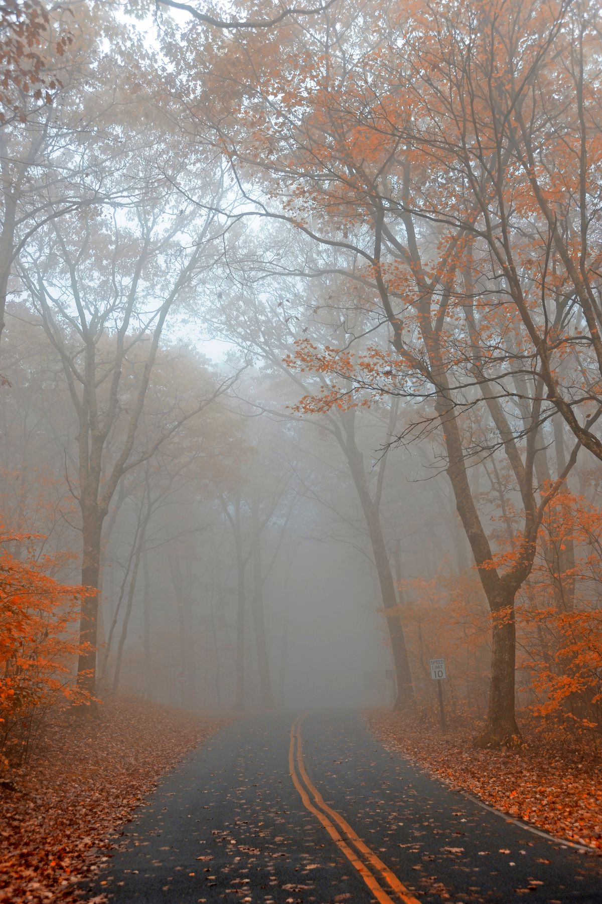 foglie d'arancio sugli alberi lungo la Blue Ridge Parkway nel Parco Nazionale di Shenandoah in una giornata nebbiosa