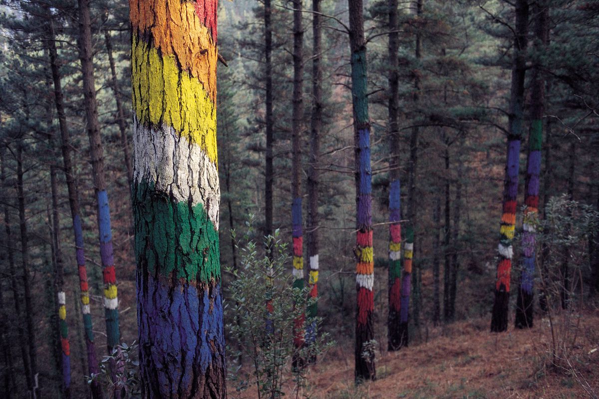 Foresta di Oma Particolare di alberi dipinti dall'artista Ibarrola nella Foresta di Oma, provincia di Biscaglia