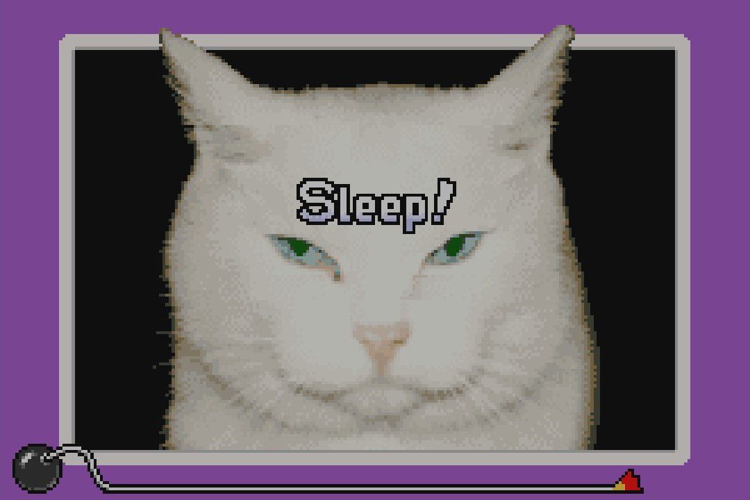 Una foto della faccia di un gatto bianco con la parola 