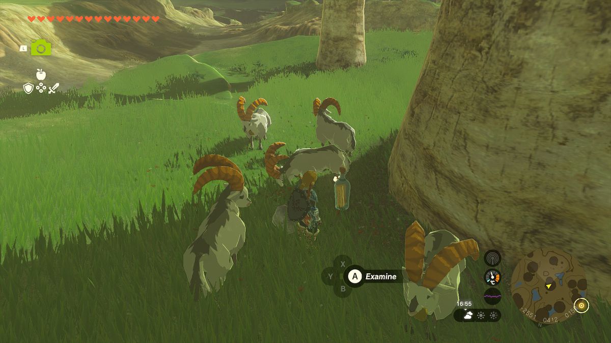 Link esamina una bottiglia mentre è circondato da capre bianche