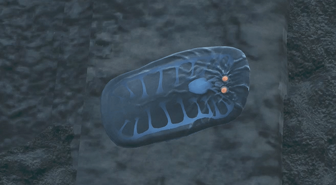 Dove trovare gillopodi in mostri cacciatori selvatici